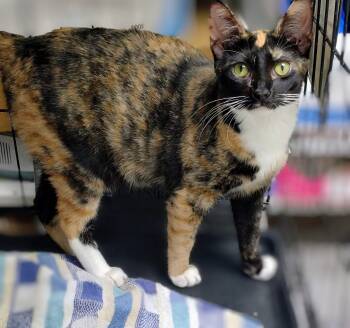 Calico Cats Available for Adoption - Clementine | PetCurious