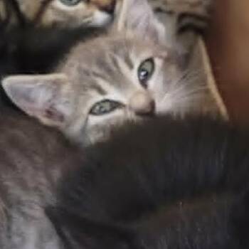 Charlotte - in Cockeysville, MD -  Domestic Short Hair Cat for Adoption - Charlotte - In Cockeysville, MD | PetCurious