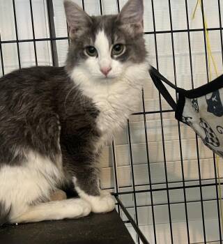 Cookie -  Domestic Medium Hair Cat for Adoption in Plumerville, Arkansas - Cookie | PetCurious