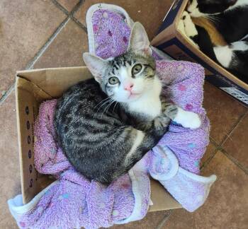 Tabby Cats Available for Adoption in San Antonio, Texas - Timmy Turnip | PetCurious