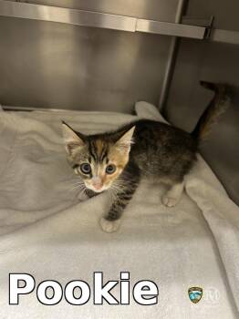 Pookie -  Domestic Short Hair Cat for Adoption in Rocky Mount, North Carolina - Pookie | PetCurious