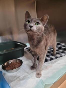 Carmichael -  Domestic Short Hair Cat for Adoption in Linton, Indiana - Carmichael | PetCurious