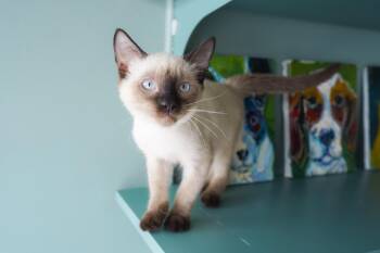 Arnold -  Siamese Cat for Adoption in San Antonio, Texas - Arnold | PetCurious
