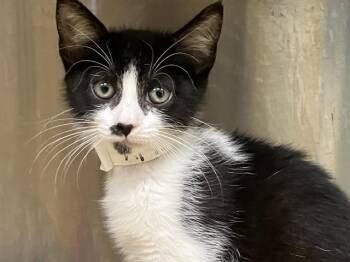 Domestic Short Hair Cats Available for Adoption in Tustin, California - FAUNA | PetCurious
