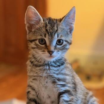 Opie -  Domestic Short Hair Cat for Adoption in Honeoye, New York - Opie | PetCurious