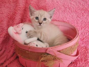 Harmony -  Siamese Cat for Adoption in St. Augustine, Florida - Harmony | PetCurious