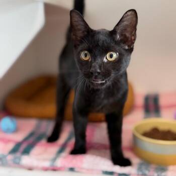 Gigi -  Domestic Short Hair Cat for Adoption in Port Richey, Florida - Gigi | PetCurious