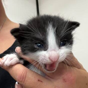Domestic Short Hair Cats Available for Adoption in Lake Jackson, Texas - Fudge | PetCurious