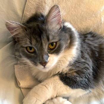 Radio Flyer -  Domestic Medium Hair Cat Available for Adoption in Chicago, Illinois - Radio Flyer | PetCurious