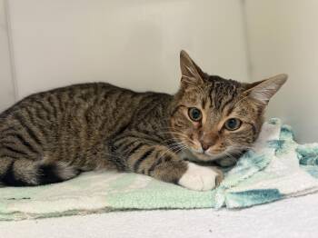 Domestic Short Hair Cats Available for Adoption - Picasso | PetCurious