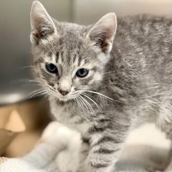 Gris -  Domestic Short Hair Cat for Adoption in Jackson Township, New Jersey - Gris | PetCurious