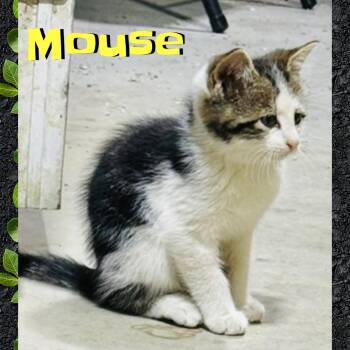 Mouse -  Domestic Medium Hair Cat for Adoption in Red Lodge, Montana - Mouse | PetCurious