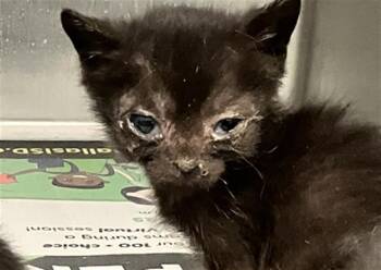 Domestic Short Hair Cats Available for Adoption in Dallas, Texas - BABY 2 | PetCurious