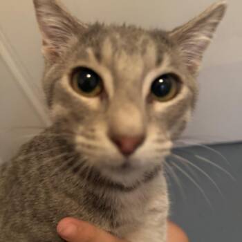 Domestic Short Hair Cats Available for Adoption - Cola | PetCurious