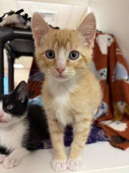Jesse -  Domestic Short Hair Cat for Adoption in Black Eagle, Montana - Jesse | PetCurious