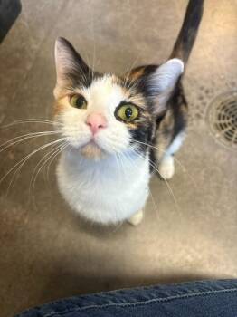 Aurora -  Domestic Short Hair Cat for Adoption in Ladysmith, Wisconsin - Aurora | PetCurious