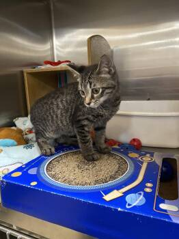 Granite -  Domestic Short Hair Cat for Adoption in Social Circle, Georgia - Granite | PetCurious