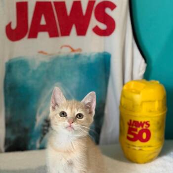 Pipet -  Domestic Short Hair Cat for Adoption in Brownsboro, Alabama - Pipet | PetCurious