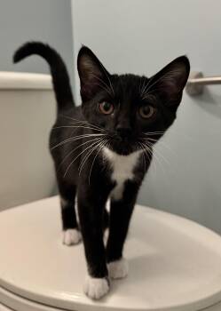 Maddie -  Domestic Short Hair Cat for Adoption in Nocatee, Florida - Maddie | PetCurious