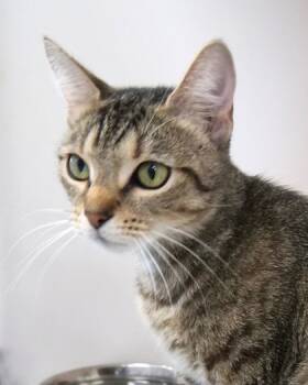 Rescue Domestic Short Hair Cats for Adoption in Fishers, Indiana - Clozee | PetCurious
