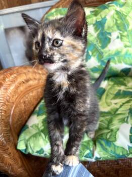 Opal -  Domestic Short Hair and Tortoiseshell Cat for Adoption in Walled Lake, Michigan - Opal | PetCurious
