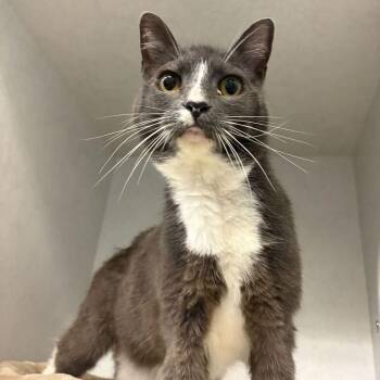 Mauricio -  Domestic Short Hair Cat for Adoption in Dayton, Ohio - Mauricio | PetCurious