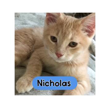Nicholas -  Domestic Short Hair Cat for Adoption in Warren, Ohio - Nicholas | PetCurious