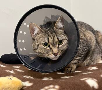 Rescue Domestic Short Hair Cats for Adoption in Fall River, Massachusetts - Juniper | PetCurious