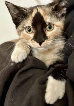 Rescue Domestic Short Hair Cats for Adoption in East Greenville, Pennsylvania - Calliope | PetCurious