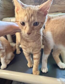 Marmalade -  Domestic Short Hair Cat for Adoption in North Tonawanda, New York - Marmalade | PetCurious