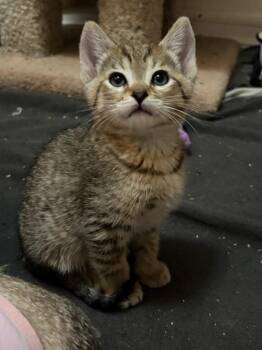 Tabby Cats Available for Adoption in San Juan Capistrano, California - Sol | PetCurious