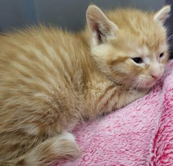 Domestic Short Hair Cats Available for Adoption in Medford, Wisconsin - Simon | PetCurious