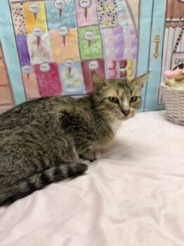 Carla -  Domestic Short Hair Cat for Adoption in Statesboro, Georgia - Carla | PetCurious