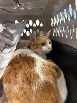 Munster -  Domestic Medium Hair and Domestic Short Hair Cat for Adoption in Atlanta, Georgia - Munster | PetCurious
