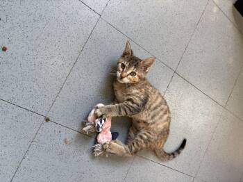 Mrs Puff -  Domestic Short Hair Cat for Adoption in Steamboat Springs, Colorado - Mrs Puff | PetCurious