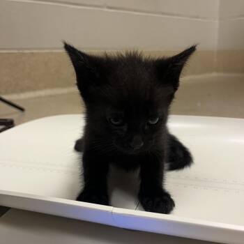 Zak -  Domestic Short Hair Cat for Adoption in Bristol, Indiana - Zak | PetCurious