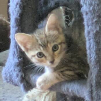 Cutie -  Domestic Short Hair Cat for Adoption in Fort Lauderdale, Florida - Cutie | PetCurious