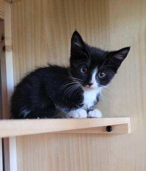 Limeade -  Domestic Short Hair Cat for Adoption in Lenoir City, Tennessee - Limeade | PetCurious