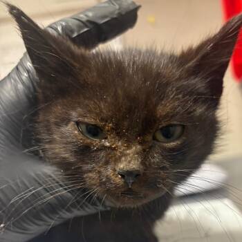 Domestic Short Hair Cats Available for Adoption - Emerald | PetCurious