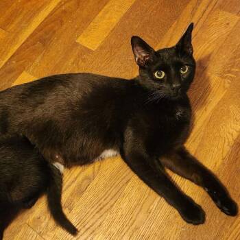 Domestic Short Hair Cats Available for Adoption - Tennessee | PetCurious