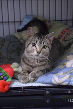 May -  Tabby Cat for Adoption in Claresholm, Alberta - May | PetCurious
