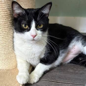 Rescue Domestic Short Hair Cats for Adoption in Freeport, Florida - Michigan | PetCurious