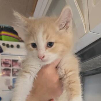 Mango -  Domestic Long Hair Cat for Adoption in Hanna City, Illinois - Mango | PetCurious