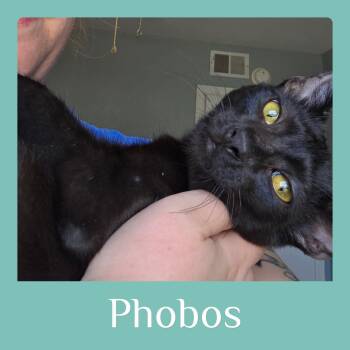 Rescue Tabby Cats for Adoption in Lawton, Oklahoma - PHOBOS | PetCurious