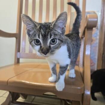 Maren -  Domestic Short Hair Cat for Adoption in West Branch, Michigan - Maren | PetCurious