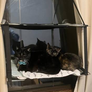 Domestic Short Hair Cats Available for Adoption in Lakewood, California - Cherry | PetCurious