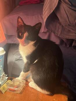 Martina -  Domestic Short Hair Cat for Adoption in Burnaby, British Columbia - Martina | PetCurious