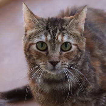 Rescue Domestic Short Hair Cats for Adoption in Tucson, Arizona - Mum | PetCurious