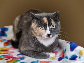 Domestic Short Hair Cats Available for Adoption in Santa Fe, New Mexico - YZMA | PetCurious