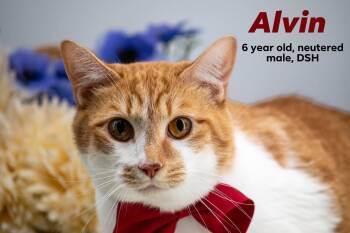 Alvin -  Domestic Short Hair Cat for Adoption in Sevierville, Tennessee - Alvin | PetCurious